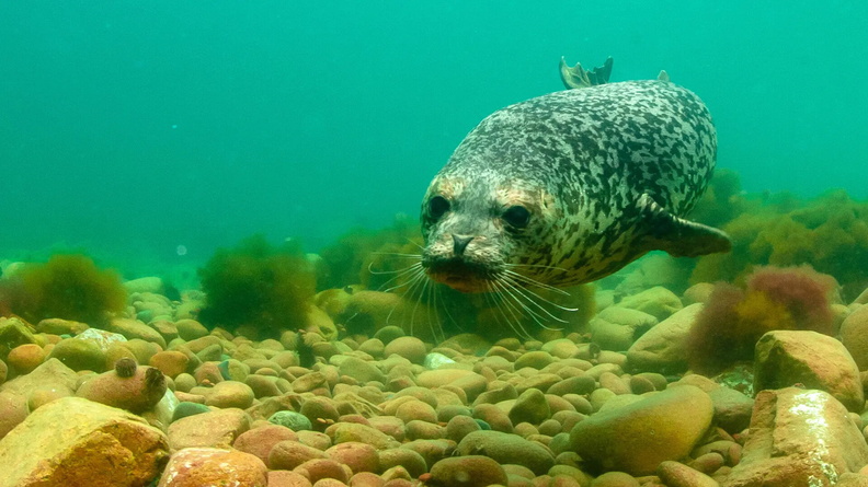 Spotted Seal pup (Phoca largha), Peter the Great Gulf off Zheltukhina Island in Russia